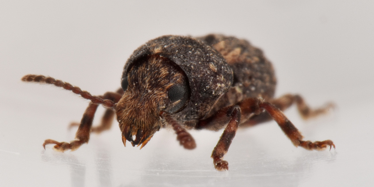 Anthribidae: Phaenotherion fasciculatum?  S !